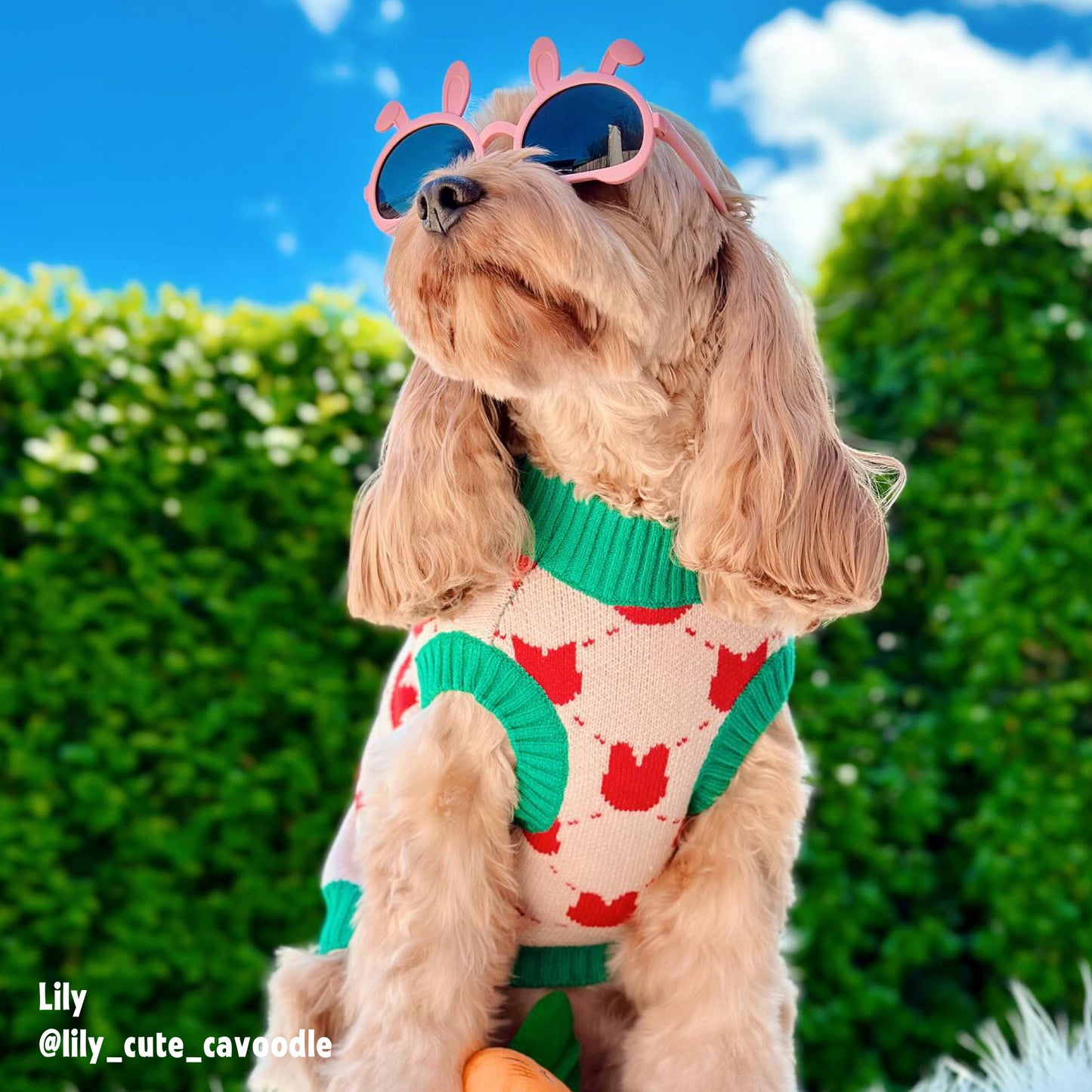 Bunnyland Shades | Pet Fashion Sunglasses