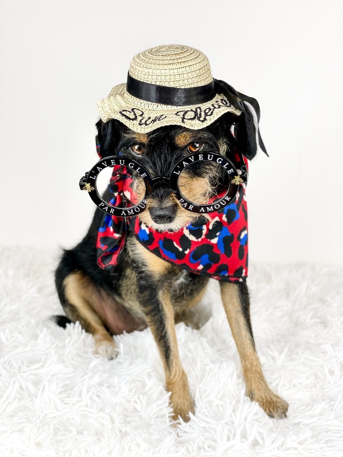 Pet Hats